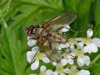 Vlieg spikkel D1565  Vlieg spikkel  Diffelen op 16 mei 2013 : Naar Naturalis tzt