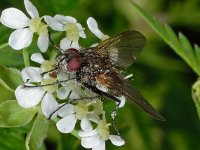 Vlieg spikkel D1567  Vlieg spikkel  Diffelen op 16 mei 2013 : Naar Naturalis tzt