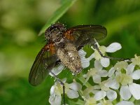 Vlieg spikkel D1568  Vlieg spikkel  Diffelen op 16 mei 2013 : Naar Naturalis tzt