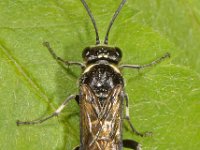 Macrophya albicincta 2, Saxifraga-Ab H Baas