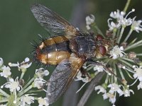 Tachina  fera/magnicornis 01 #03750  Sluipvlieg 01 Tachina  fera/magnicornis (onderscheid tussen deze soorten is moeilijk) Stegeren : Soortenregister, Saxifraga