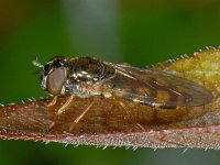 Melanostoma mellinum 01 #08531  Melanostoma mellinum Hardenberg : Soortenregister niet geplaatst, Saxifraga