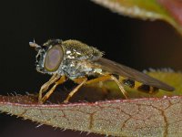 Melanostoma mellinum 01 #08529  Melanostoma mellinum Hardenberg : Soortenregister niet geplaatst, Saxifraga