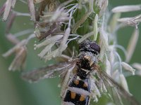 Melanostoma mellinum 4, Gewone driehoekszweefvlieg, Saxifraga-Rutger Barendse