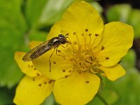 Melanostoma mellinum 5, Gewone driehoekszweefvlieg, Saxifraga-Ab H Baas