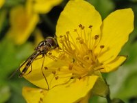 Melanostoma mellinum 6, Gewone driehoekszweefvlieg, Saxifraga-Ab H Baas