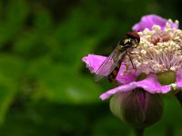 Meliscaeva auricollis