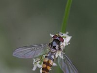 Meliscaeva auricollis 3, Variabel elfje, Saxifraga-Rutger Barendse