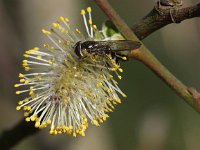 Meliscaeva auricollis 7, Variabel elfje, Saxifraga-Peter Meininger