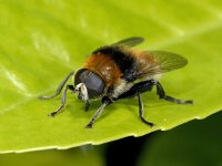 Merodon equestris 01 #01659 : Merodon equestris, Narcissus fly, Grote narcisvlieg