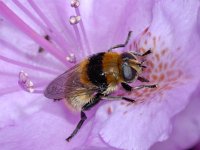 Merodon equestris #01568 : Merodon equestris, Narcissus fly, Grote narcisvlieg