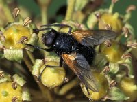 Mesembrina meridiana 1, Meridiaanvlieg, Saxifraga-Frits Bink