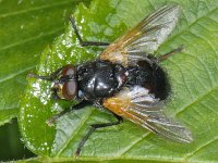 Mesembrina meridiana #09001 : Mesembrina meridiana, MId-day Fly, Schorsvlieg