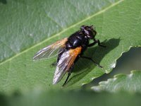 Mesembrina meridiana 3, Meridiaanvlieg, Saxifraga-Rutger Barendse