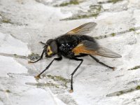 Mesembrina meridiana #01720 : Mesembrina meridiana, MId-day Fly, Schorsvlieg