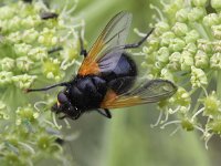 Mesembrina meridiana 7, Meridiaanvlieg, Saxifraga-Peter Meininger