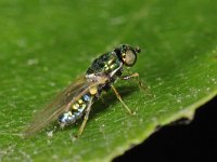 Microchrysa polita 1, Groene glimwapenvlieg, Saxifraga-Ab H. Baas