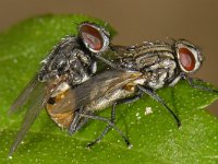 Musca autumnalis