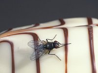 Musca domestica 1, Huisvlieg, female, Saxifraga-Frits Bink