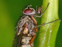 Muscidae sp 1, Saxifraga-Ab H Baas