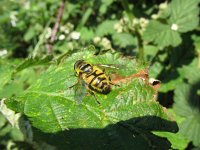 Myathropa florea 10, Doodskopzweefvlieg, Saxifraga-Rutger Barendse