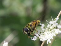 Myathropa florea 12, Doodskopzweefvlieg, Saxifraga-Rutger Barendse