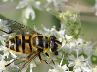 Myathropa florea 13, Doodskopzweefvlieg, Saxifraga-Rutger Barendse