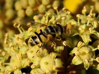 Myathropa florea 14, Doodskopzweefvlieg, Saxifraga-Peter Meininger