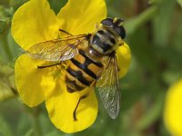 Myathropa florea 17, Doodskopzweefvlieg, Saxifraga-Peter Meininger