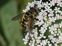 Myathropa florea 18, Doodskopzweefvlieg, Saxifraga-Peter Meininger