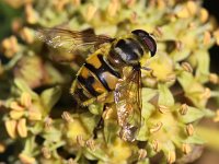 Myathropa florea 19, Doodskopzweefvlieg, Saxifraga-Peter Meininger