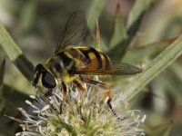 Myathropa florea 20, Doodskopzweefvlieg, Saxifraga-Peter Meininger