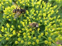 Myathropa florea 22, Doodskopzweefvlieg, Saxifraga-Mark Zekhuis