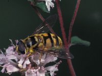 Myathropa florea 3, Doodskopzweefvlieg, male, Saxifraga-Frits Bink