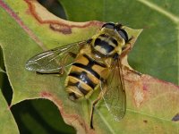 Myathropa florea #03608 : Myathropa florea, Doodshoofdzweefvlieg, male