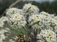 Myathropa florea 7, Doodskopzweefvlieg, Saxifraga-Rob Felix : Animalia, Arthropoda, Diptera, Insecta, Project Natuurbalans, animal, arthropod, dier, dieren, fly, geleedpotige, geleedpotigen, insect, insecten, mug, tweevleugeligen, vlieg