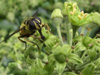 Myathropa florea 9, Doodskopzweefvlieg, Saxifraga-Frank Dorsman  Myatropha florea, DoodshoofdzweefvliegBredevoort 030911