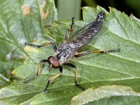 Neoitamus cyanurus #01909 : Neoitamus cyanurus, Common Awl Robberfly, Eikenroofvlieg