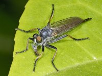 Neoitamus cyanurus #02475 : Neoitamus cyanurus, Common Awl Robberfly, Eikenroofvlieg, female