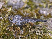 Neoitamus cyanurus #01687 : Neoitamus cyanurus, Common Awl Robberfly, Eikenroofvlieg