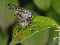 Neoitamus cyanurus #07874 : Neoitamus cyanurus, Common Awl Robberfly, Eikenroofvlieg, copula