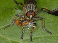 Neoitamus cyanurus 02 #12749 : Neoitamus cyanurus, Common Awl Robberfly, Eikenroofvlieg, prey Olethreutes arcuella