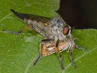 Neoitamus cyanurus 02 #12750 : Neoitamus cyanurus, Common Awl Robberfly, Eikenroofvlieg, prey Olethreutes arcuella