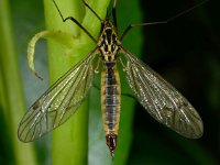 Nephrotoma appendiculata 4, female, Saxifraga-Ab H Baas