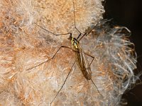 Nephrotoma appendiculata 7, female, Saxifraga-Ab H Baas