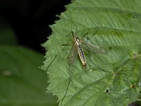 Nephrotoma appendiculata appendiculata #02210 : Nephrotoma appendiculata appendiculata., female