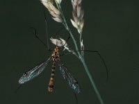 Nephrotoma quadrifaria 1, male, Saxifraga-Frits Bink