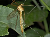 Nephrotoma scurra