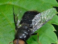 Odontomyia tigrina 1, Zwarte moeraswapenvlieg, Saxifraga-Ab H Baas