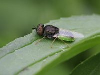 Oplodontha viridula 2, Kleine moeraswapenvlieg, Saxifraga-Rutger Barendse